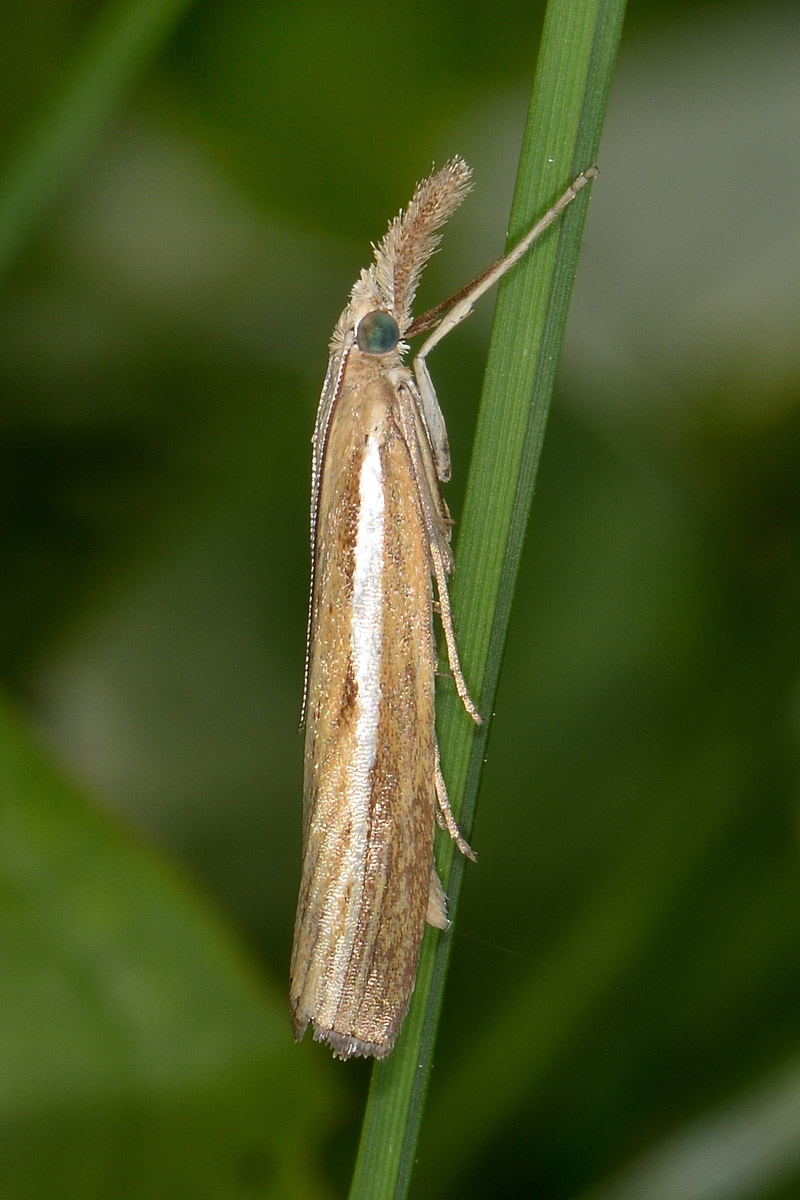 Crambidae - Agriphila sp. (selasella o tristella)